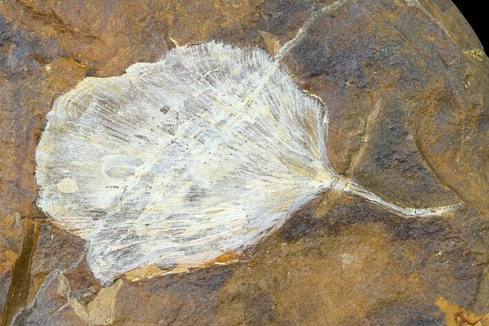 Fossil Ginkgo Leaf From North Dakota - Paleocene #145323
